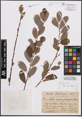 Foto von Salix cinerea L. x Salix purpurea L.